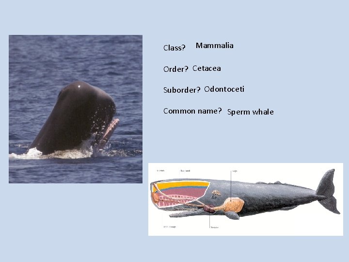 Class? Mammalia Order? Cetacea Suborder? Odontoceti Common name? Sperm whale 