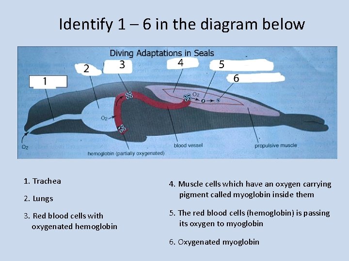 Identify 1 – 6 in the diagram below 1. Trachea 2. Lungs 4. Muscle