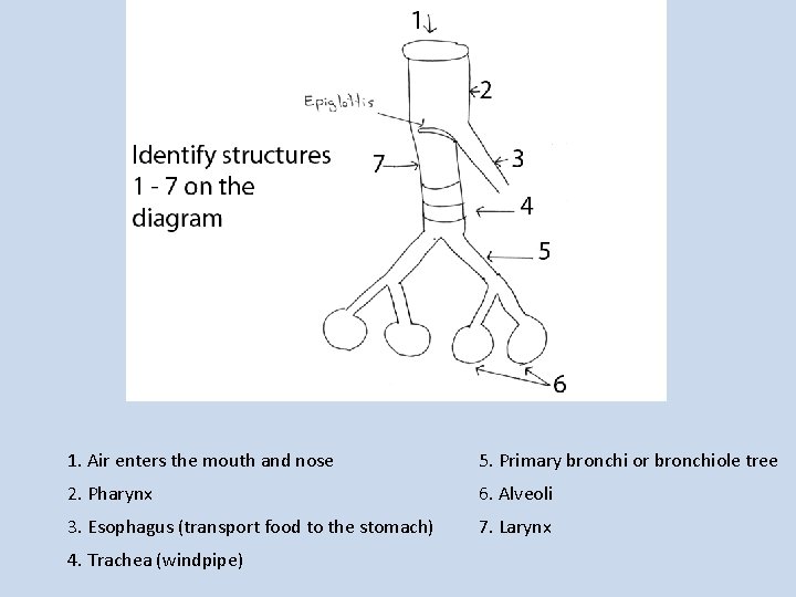 1. Air enters the mouth and nose 5. Primary bronchi or bronchiole tree 2.