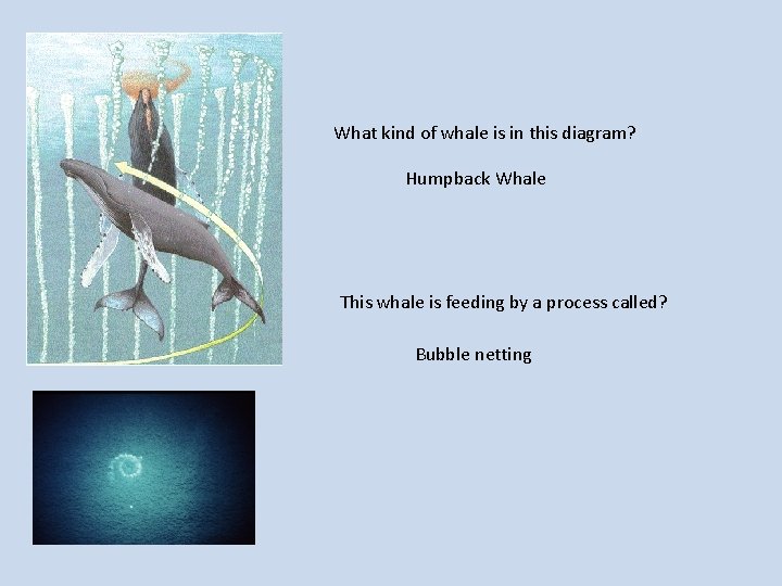 What kind of whale is in this diagram? Humpback Whale This whale is feeding