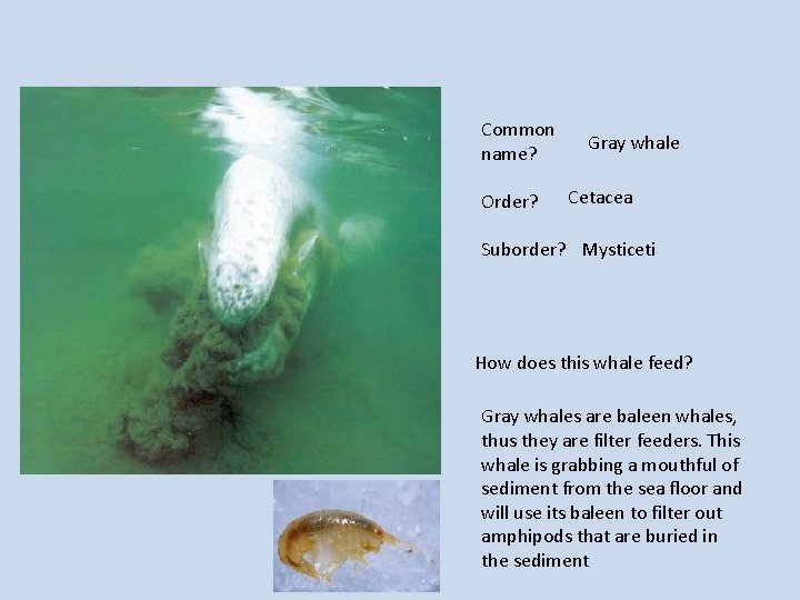 Common name? Order? Gray whale Cetacea Suborder? Mysticeti How does this whale feed? Gray