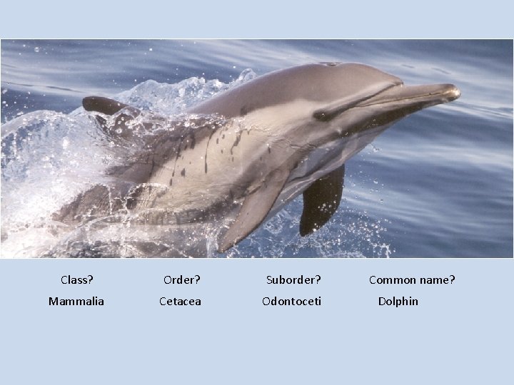 Class? Order? Suborder? Mammalia Cetacea Odontoceti Common name? Dolphin 