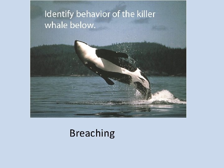 Breaching 