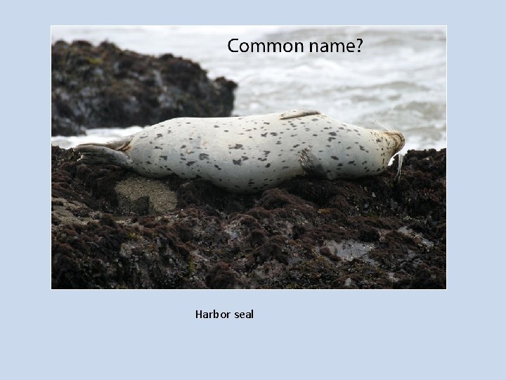 Harbor seal 