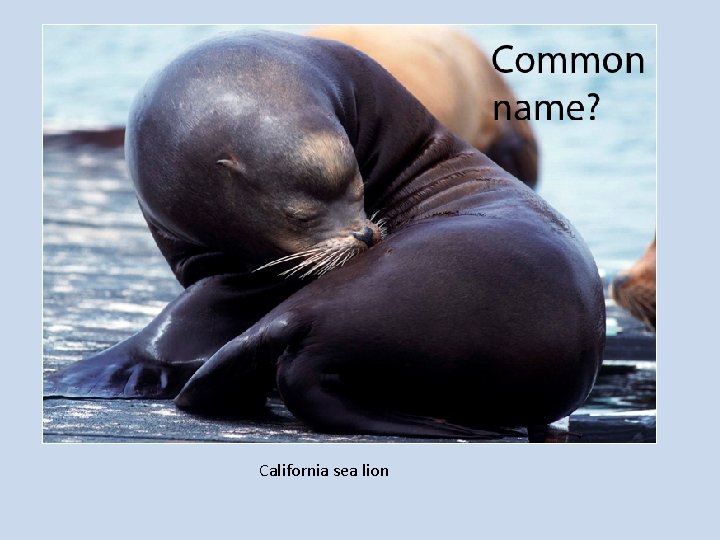 California sea lion 