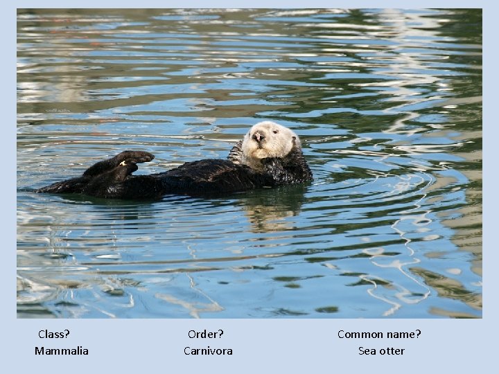 Class? Mammalia Order? Carnivora Common name? Sea otter 