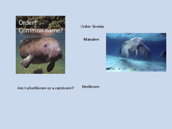 Order Sirenia Manatee Am I a herbivore or a carnivore? Herbivore 