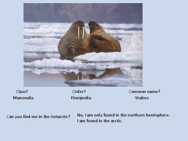 Class? Mammalia Can you find me in the Antarctic? Order? Pinnipedia Common name? Walrus