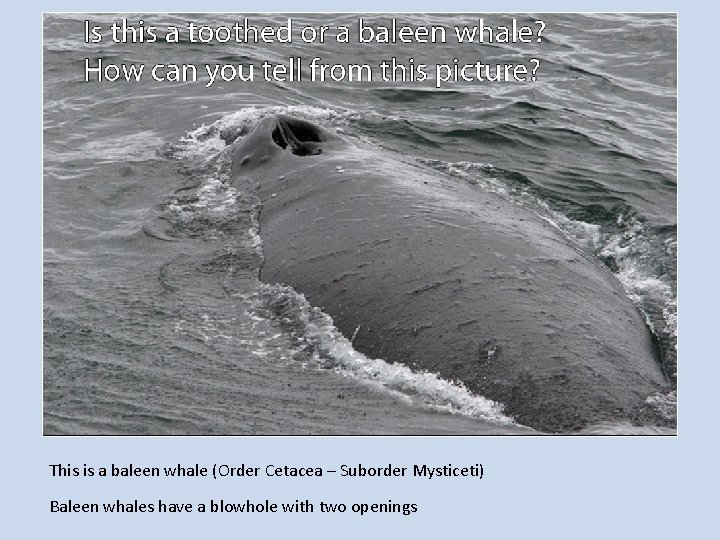 This is a baleen whale (Order Cetacea – Suborder Mysticeti) Baleen whales have a