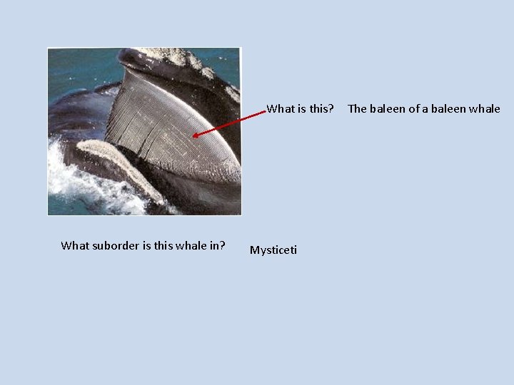 What is this? What suborder is this whale in? Mysticeti The baleen of a