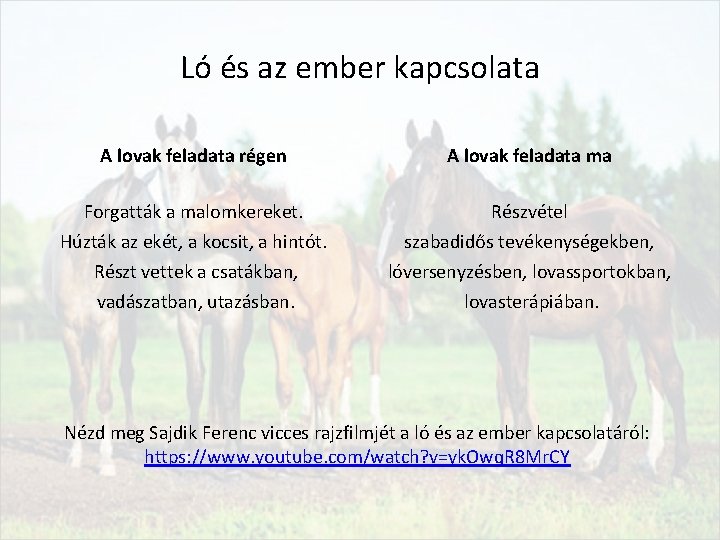 Ló és az ember kapcsolata A lovak feladata régen A lovak feladata ma Forgatták