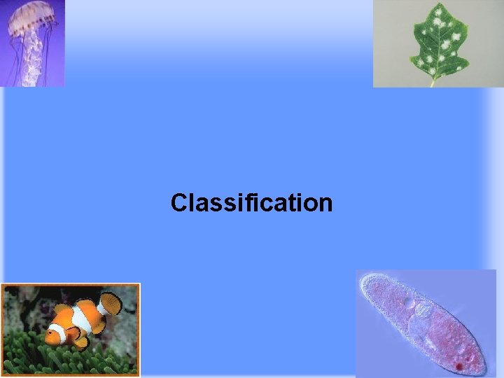 Classification Go to Section: 