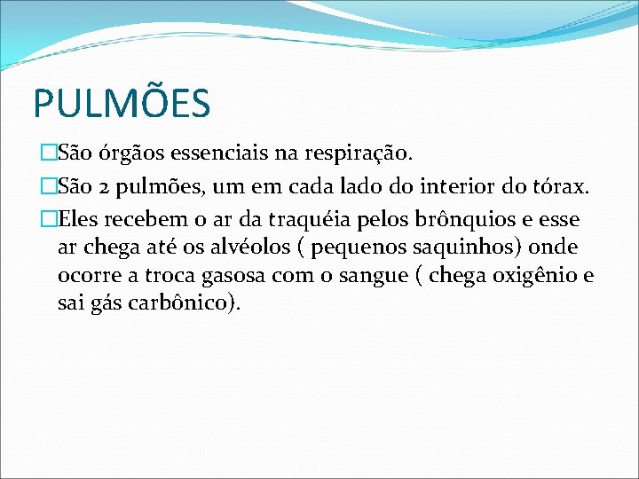 PULMÕES �São órgãos essenciais na respiração. �São 2 pulmões, um em cada lado do