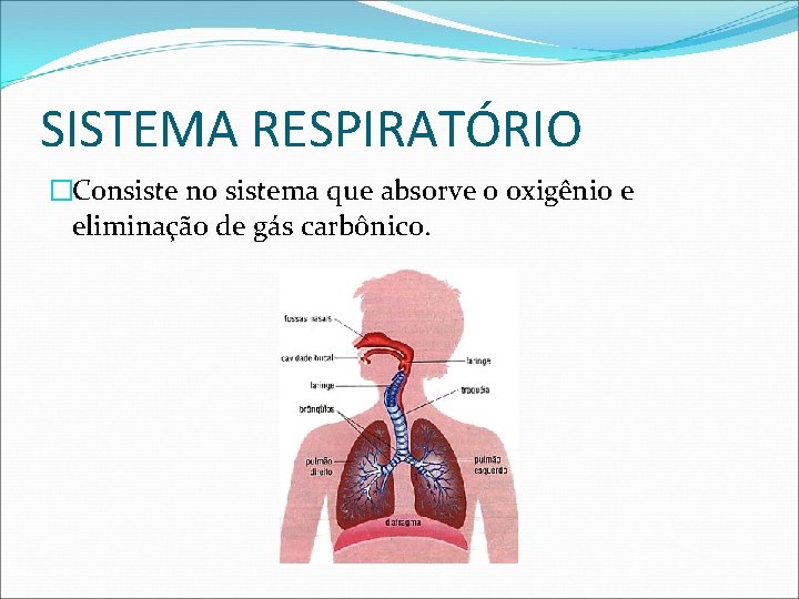 SISTEMA RESPIRATÓRIO �Consiste no sistema que absorve o oxigênio e eliminação de gás carbônico.