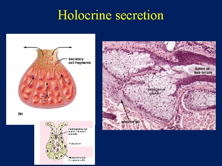 Holocrine secretion 