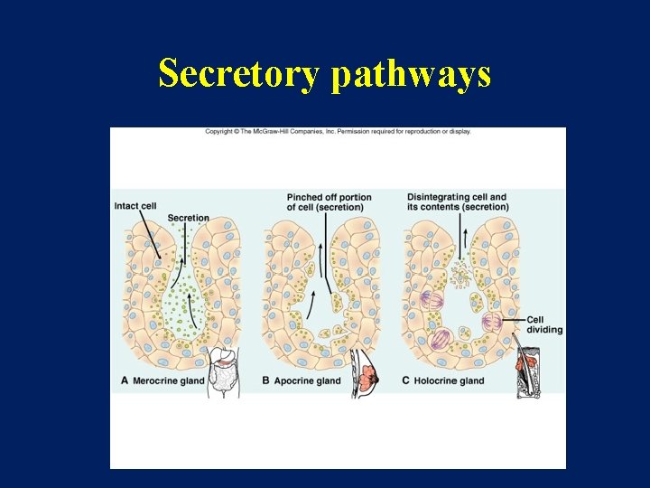 Secretory pathways 