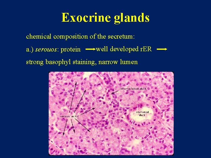 Exocrine glands chemical composition of the secretum: a. ) serouos: protein well developed r.