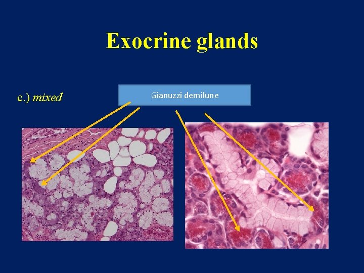 Exocrine glands c. ) mixed Gianuzzi demilune 