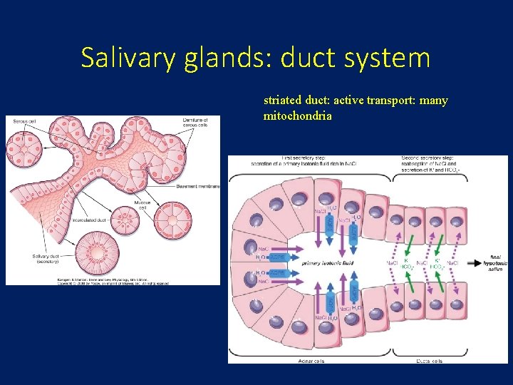 Salivary glands: duct system striated duct: active transport: many mitochondria 