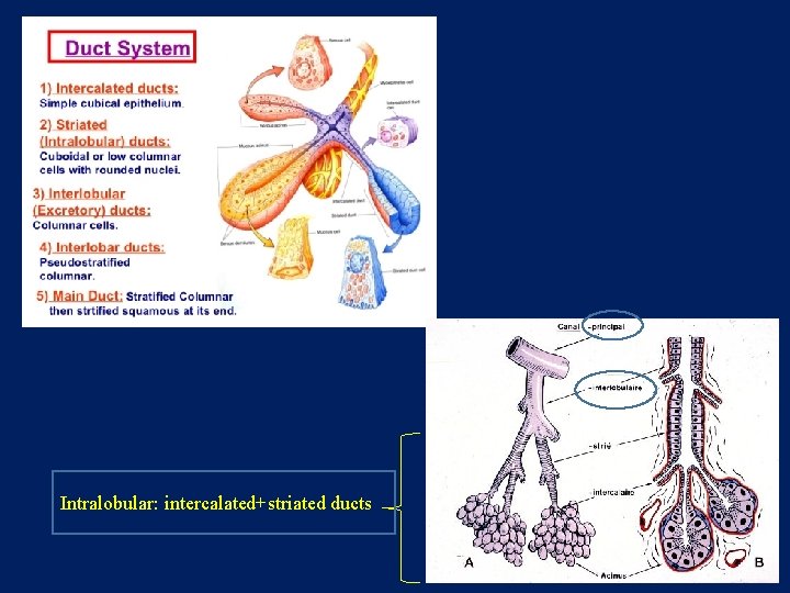 Intralobular: intercalated+striated ducts 