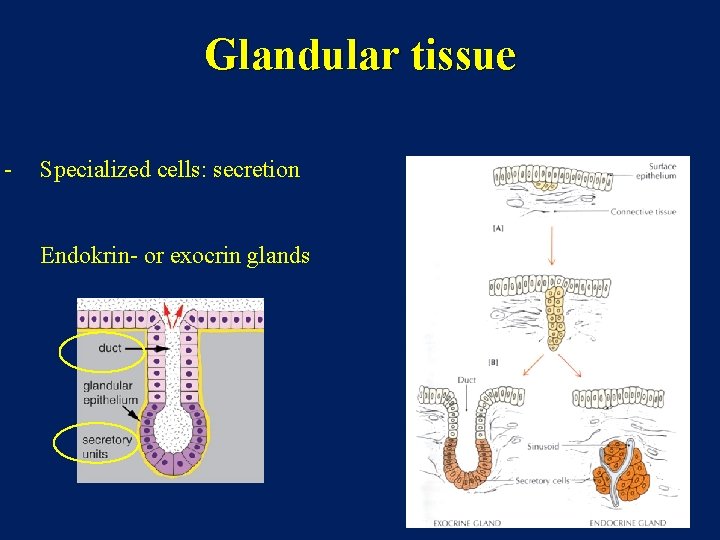 Glandular tissue - Specialized cells: secretion Endokrin- or exocrin glands 