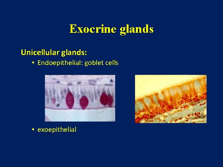 Exocrine glands Unicellular glands: • Endoepithelial: goblet cells • exoepithelial 