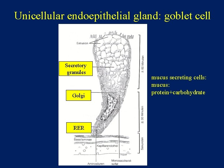 Unicellular endoepithelial gland: goblet cell Secretory granules Golgi RER mucus secreting cells: mucus: protein+carbohydrate