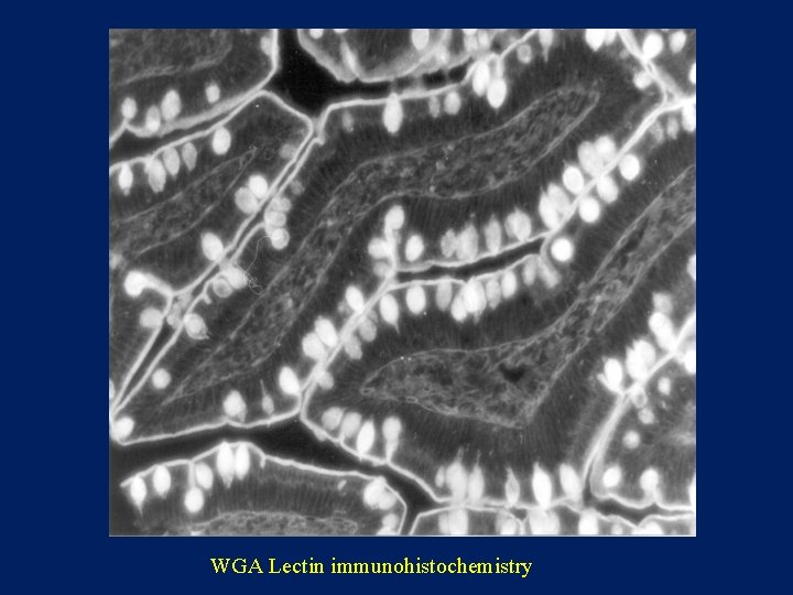 WGA Lectin immunohistochemistry 
