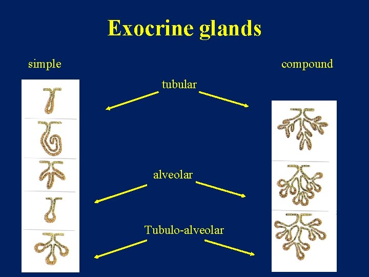 Exocrine glands simple compound tubular alveolar Tubulo-alveolar 