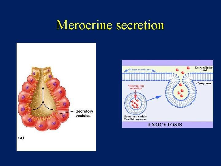 Merocrine secretion 