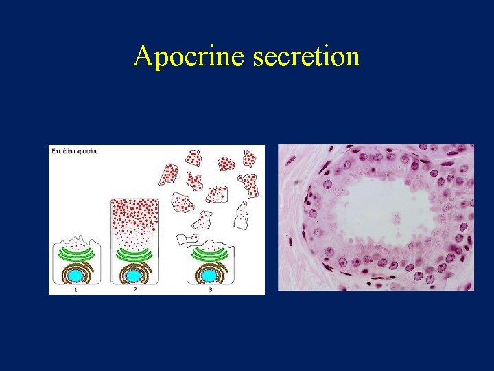 Apocrine secretion 