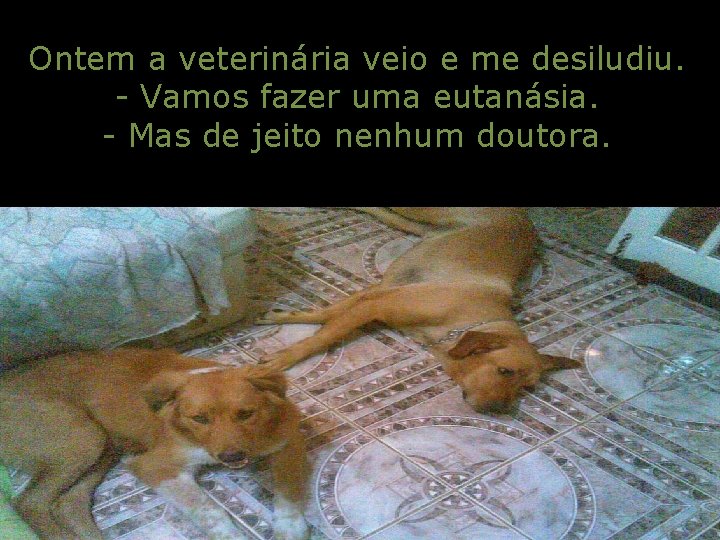 Ontem a veterinária veio e me desiludiu. - Vamos fazer uma eutanásia. - Mas