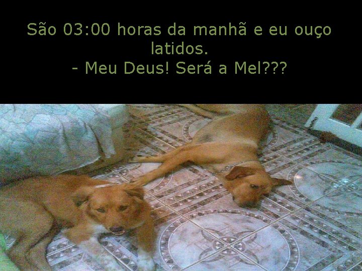 São 03: 00 horas da manhã e eu ouço latidos. - Meu Deus! Será