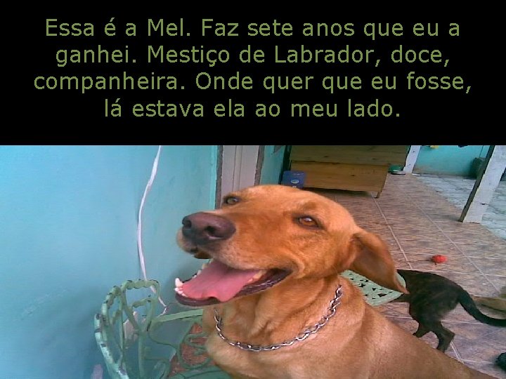 Essa é a Mel. Faz sete anos que eu a ganhei. Mestiço de Labrador,