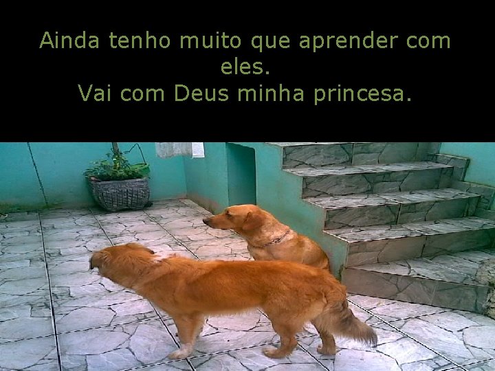 Ainda tenho muito que aprender com eles. Vai com Deus minha princesa. 