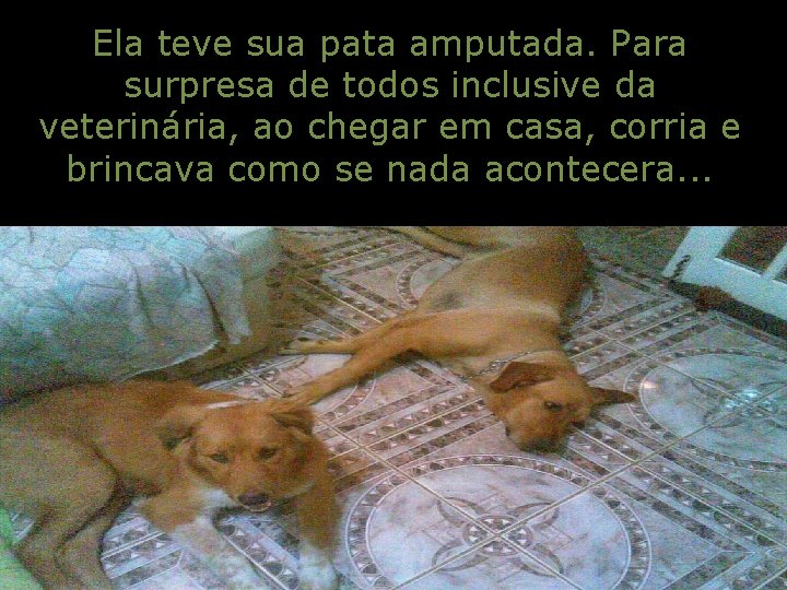 Ela teve sua pata amputada. Para surpresa de todos inclusive da veterinária, ao chegar