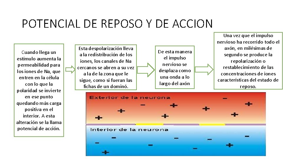 POTENCIAL DE REPOSO Y DE ACCION Cuando llega un estímulo aumenta la permeabilidad para