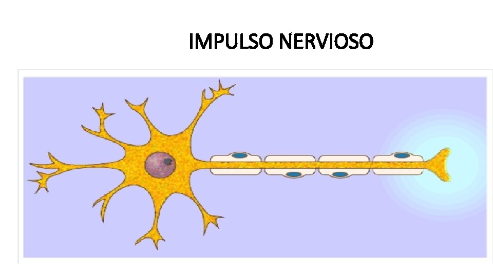 IMPULSO NERVIOSO 
