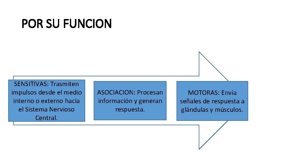 POR SU FUNCION SENSITIVAS: Trasmiten impulsos desde el medio interno o externo hacia el