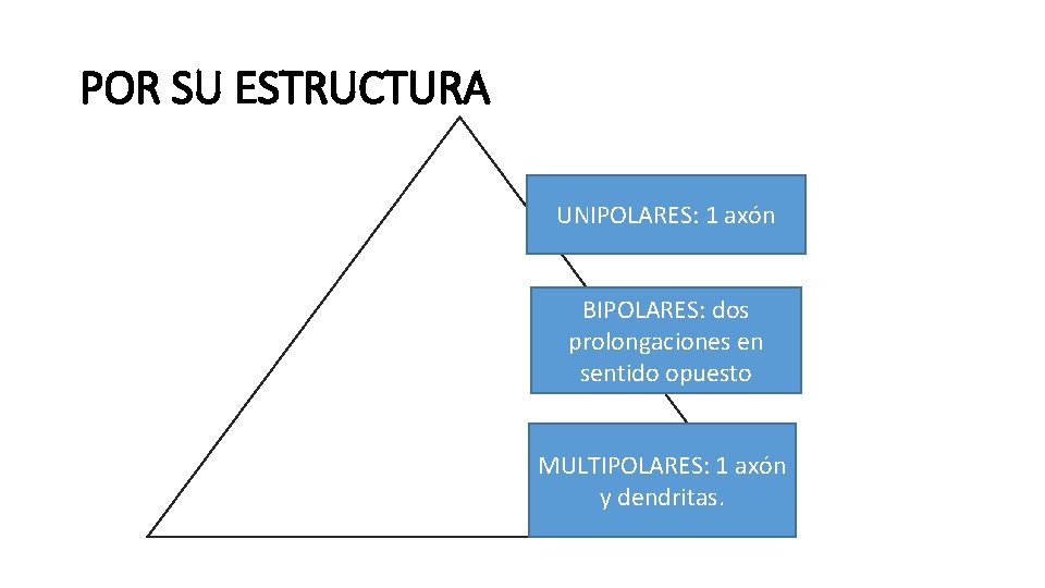POR SU ESTRUCTURA UNIPOLARES: 1 axón BIPOLARES: dos prolongaciones en sentido opuesto MULTIPOLARES: 1
