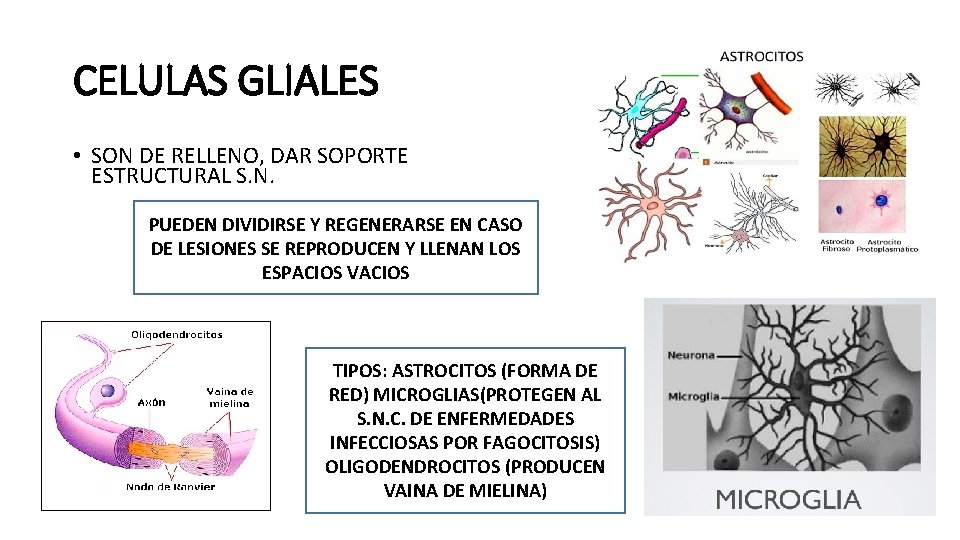 CELULAS GLIALES • SON DE RELLENO, DAR SOPORTE ESTRUCTURAL S. N. PUEDEN DIVIDIRSE Y