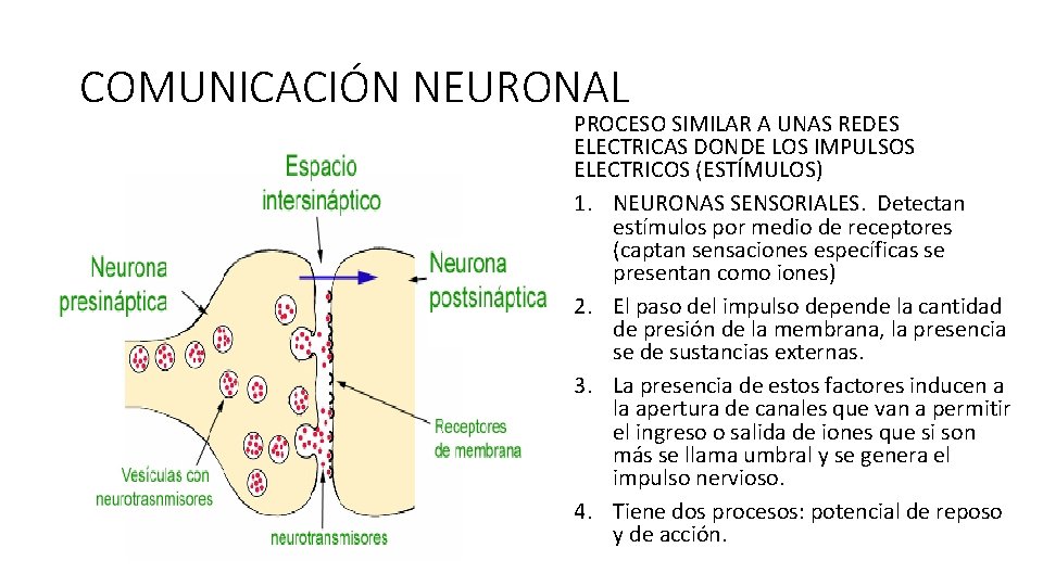 COMUNICACIÓN NEURONAL PROCESO SIMILAR A UNAS REDES ELECTRICAS DONDE LOS IMPULSOS ELECTRICOS (ESTÍMULOS) 1.