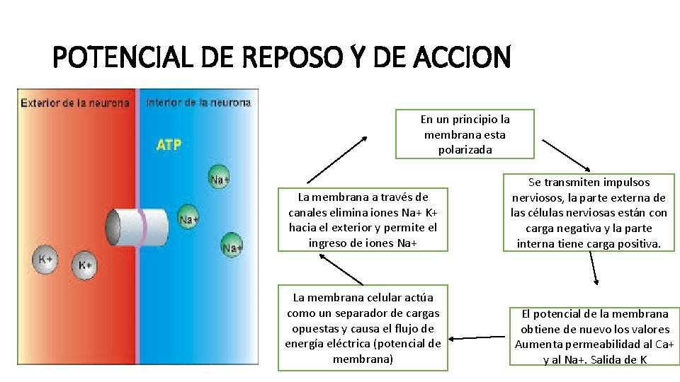 POTENCIAL DE REPOSO Y DE ACCION En un principio la membrana esta polarizada La