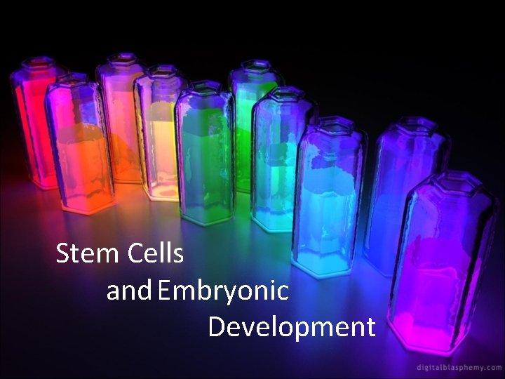 Stem Cells and Embryonic Development 