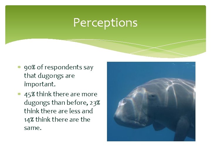 Perceptions 90% of respondents say that dugongs are important. 45% think there are more