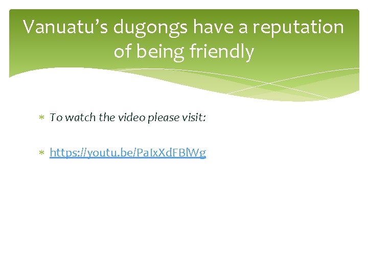 Vanuatu’s dugongs have a reputation of being friendly To watch the video please visit: