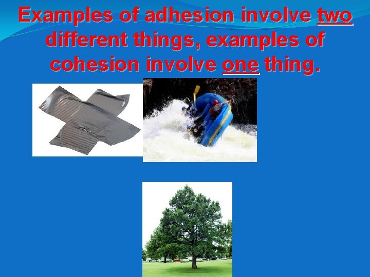 Examples of adhesion involve two different things, examples of cohesion involve one thing. 