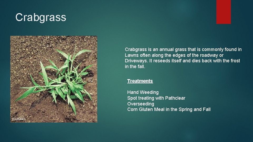 Crabgrass is an annual grass that is commonly found in Lawns often along the