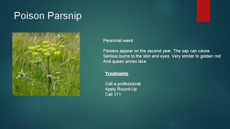 Poison Parsnip Perennial weed Flowers appear on the second year. The sap can cause