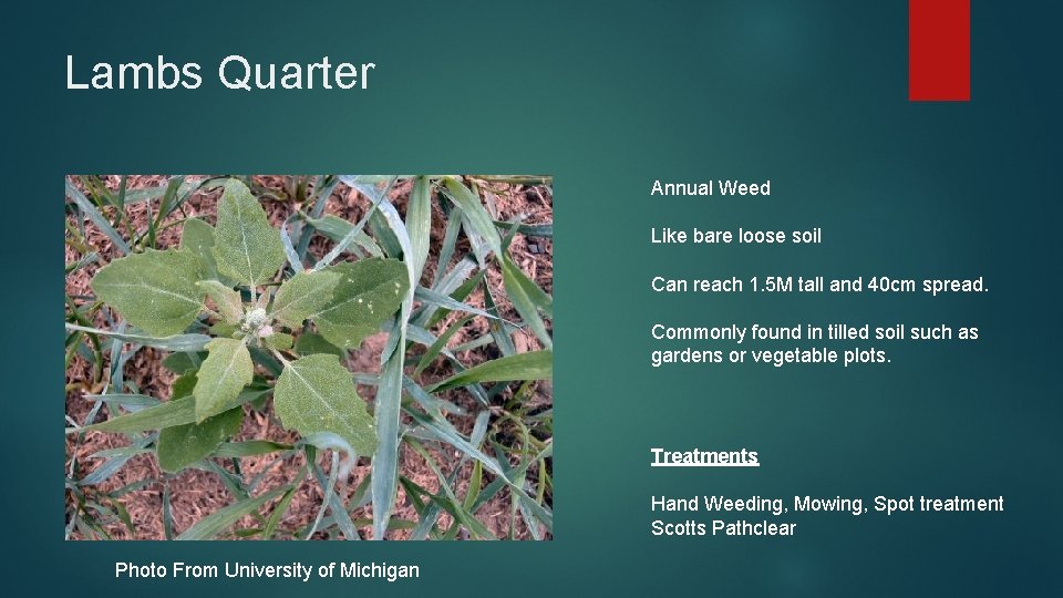 Lambs Quarter Annual Weed Like bare loose soil Can reach 1. 5 M tall